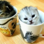 プライバシーポリシー・免責事項